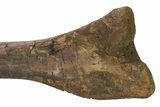 Hadrosaur (Edmontosaurus) Tibia - Wyoming #292608-4